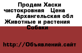 Продам Хаски чистокровная › Цена ­ 15 000 - Архангельская обл. Животные и растения » Собаки   